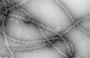 Sup35 fibers